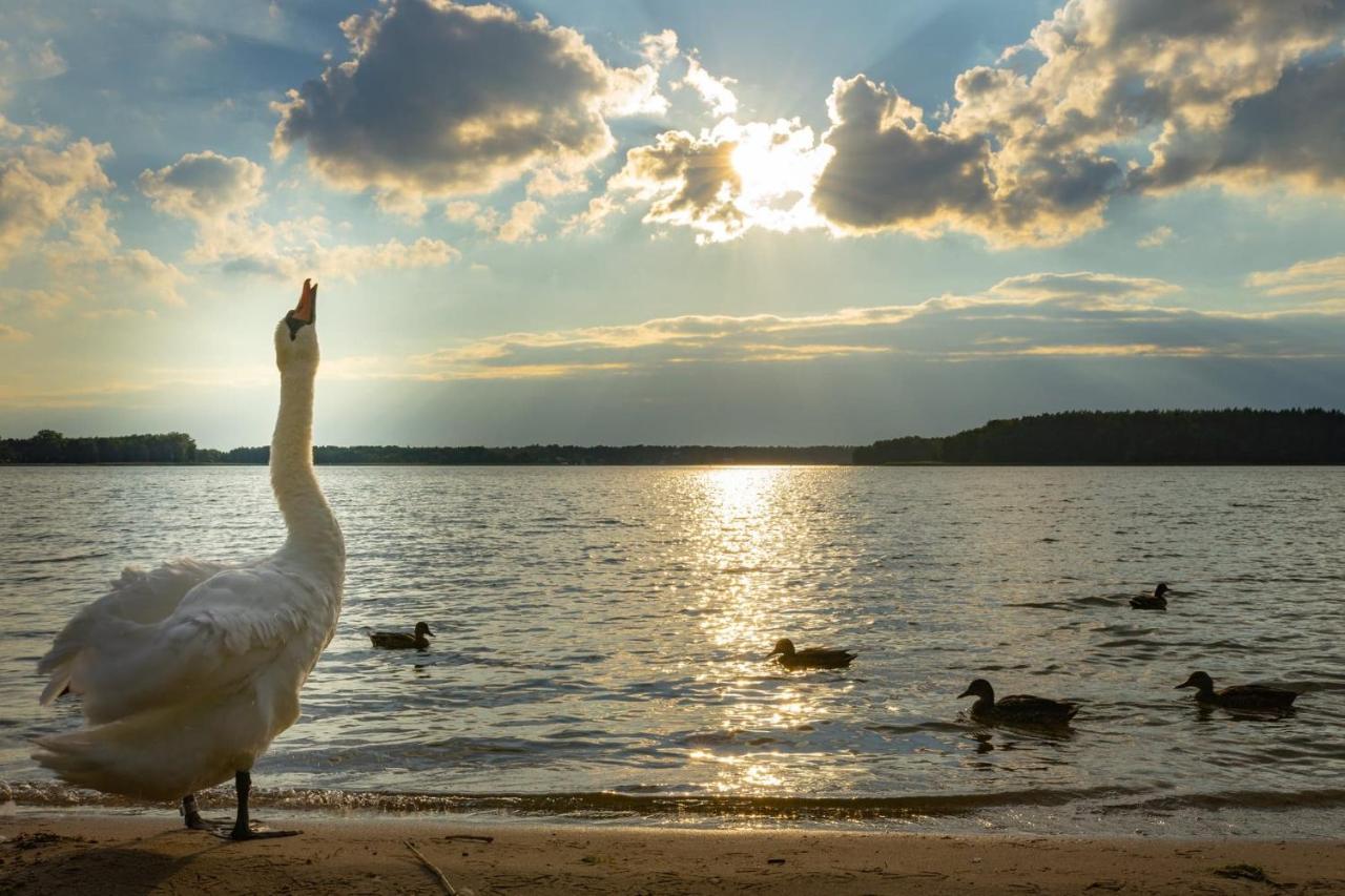 Swan