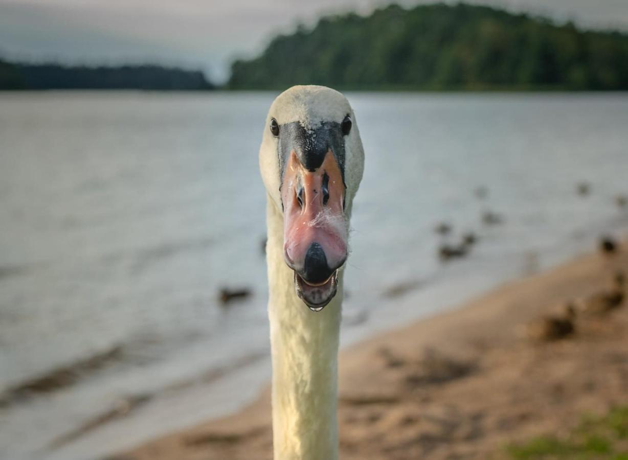 Apartment Swan *